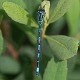 Coenagrion mercuriale male-223460